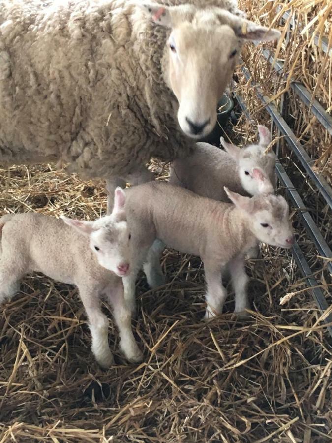 مبيت وإفطار إيمسوورث Sindles Farm المظهر الخارجي الصورة